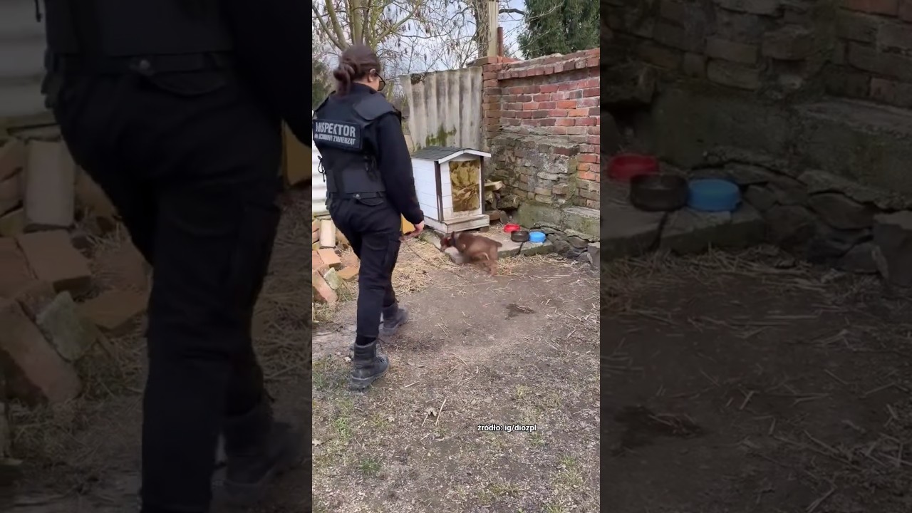 Dwa maleństwa 🐾 oczywiście na łańcuchu 🤬 #dog #dioz #shorts #help