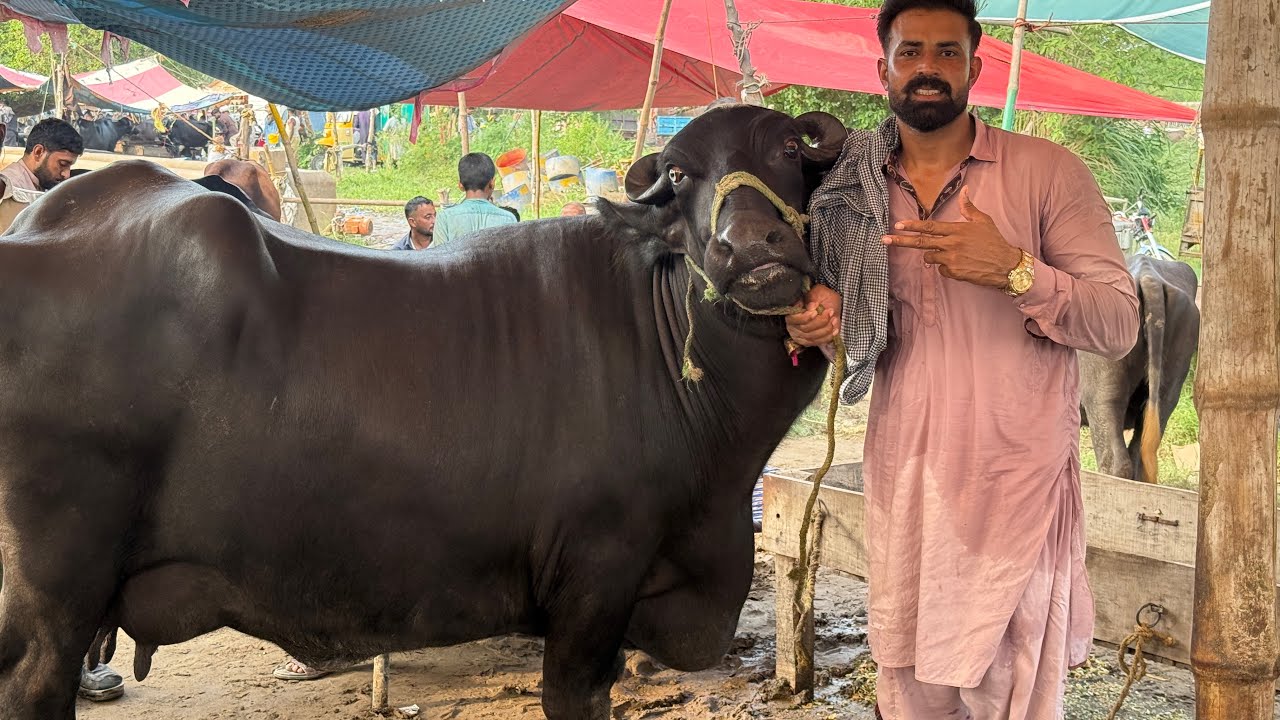 Waqar Bhinder NEELI Ravi buffalo for sale وقار بھنڈر نیلی راوی بھنس 