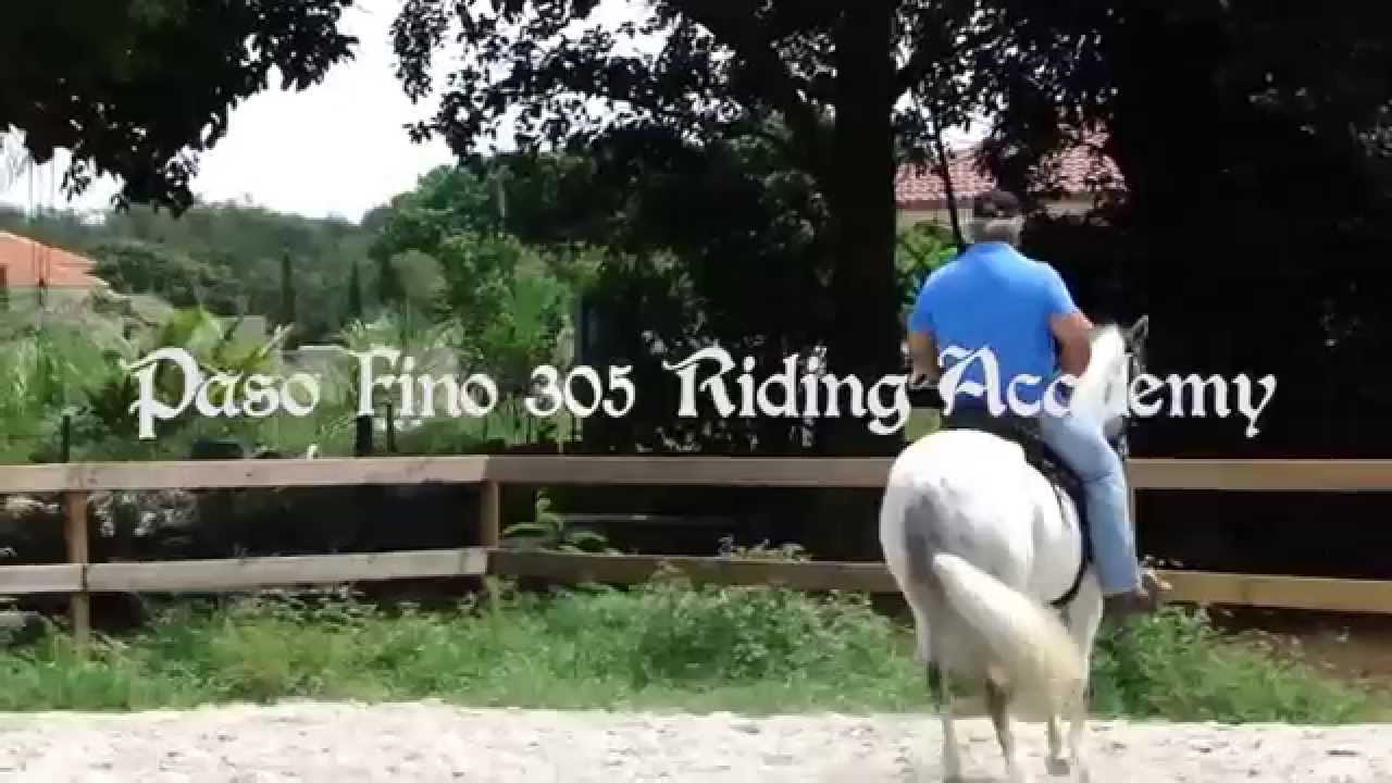 Training Paso Fino Horses with Carlos Arango