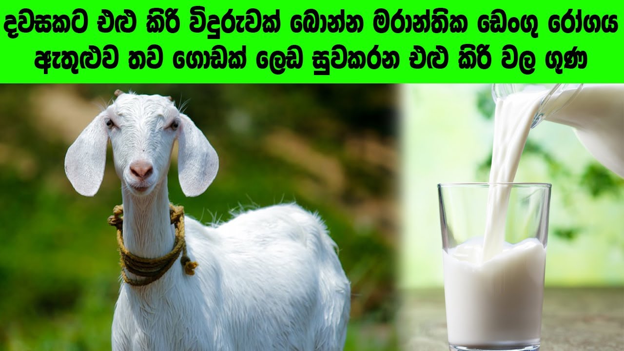 එළු කිරිවල ඇති විශ්මිත ගුණ - Amazing properties of goat's milk