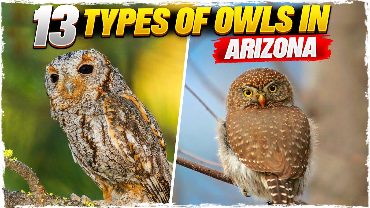 13 Types of Owls in Arizona (with Pictures)
