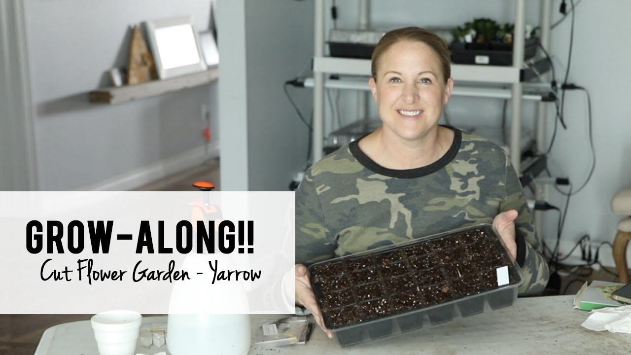 Growalong Video Two!  How To Start Yarrow from Seed, Updates on Snapdragons & Feverfew.
