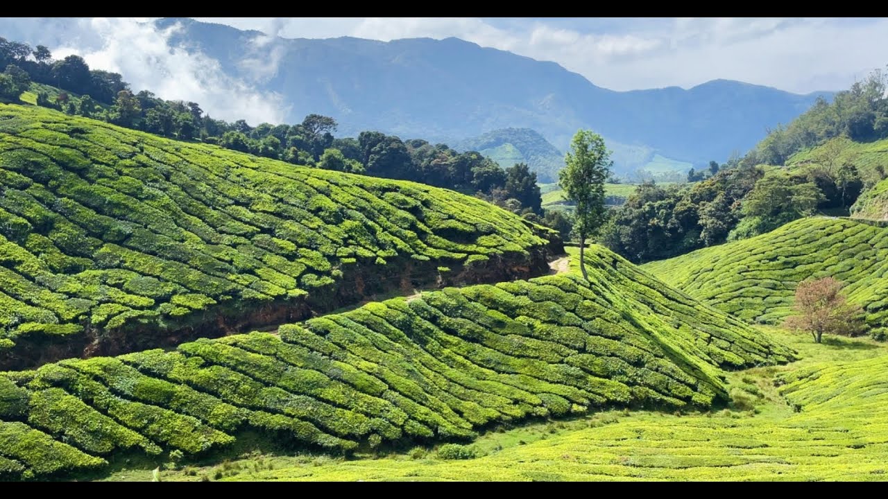 Best places in Munnar | Kerala | India