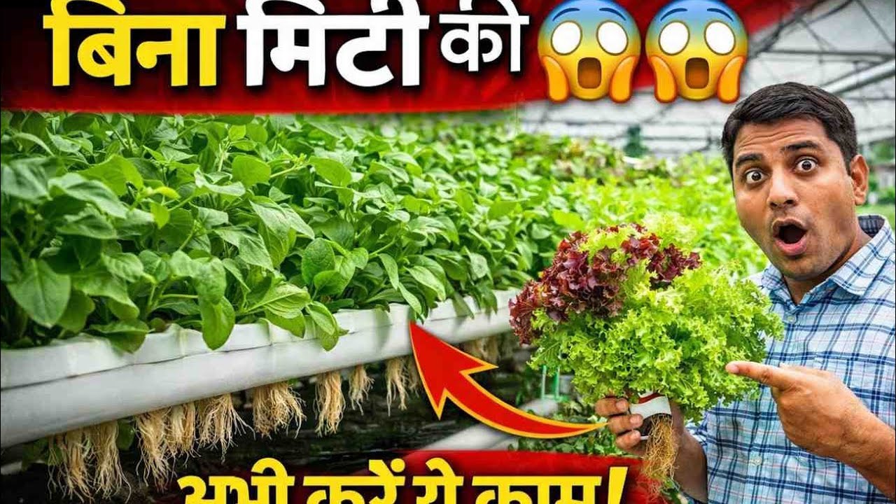 बिना मिट्टी की खेती 😱😱 Hydroponic based vegetable cultivation 