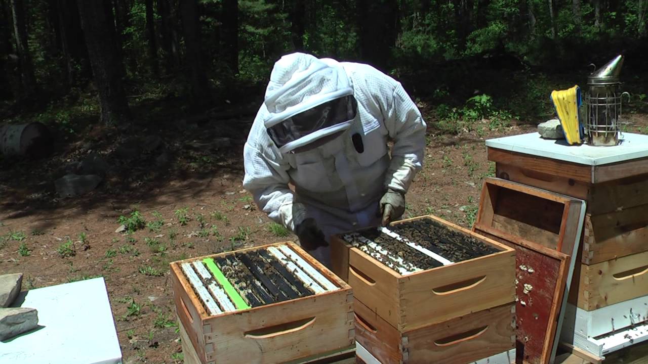 S03E02 -  Flow Hive Super ON - Zakładanie nadstawki Flow Hive