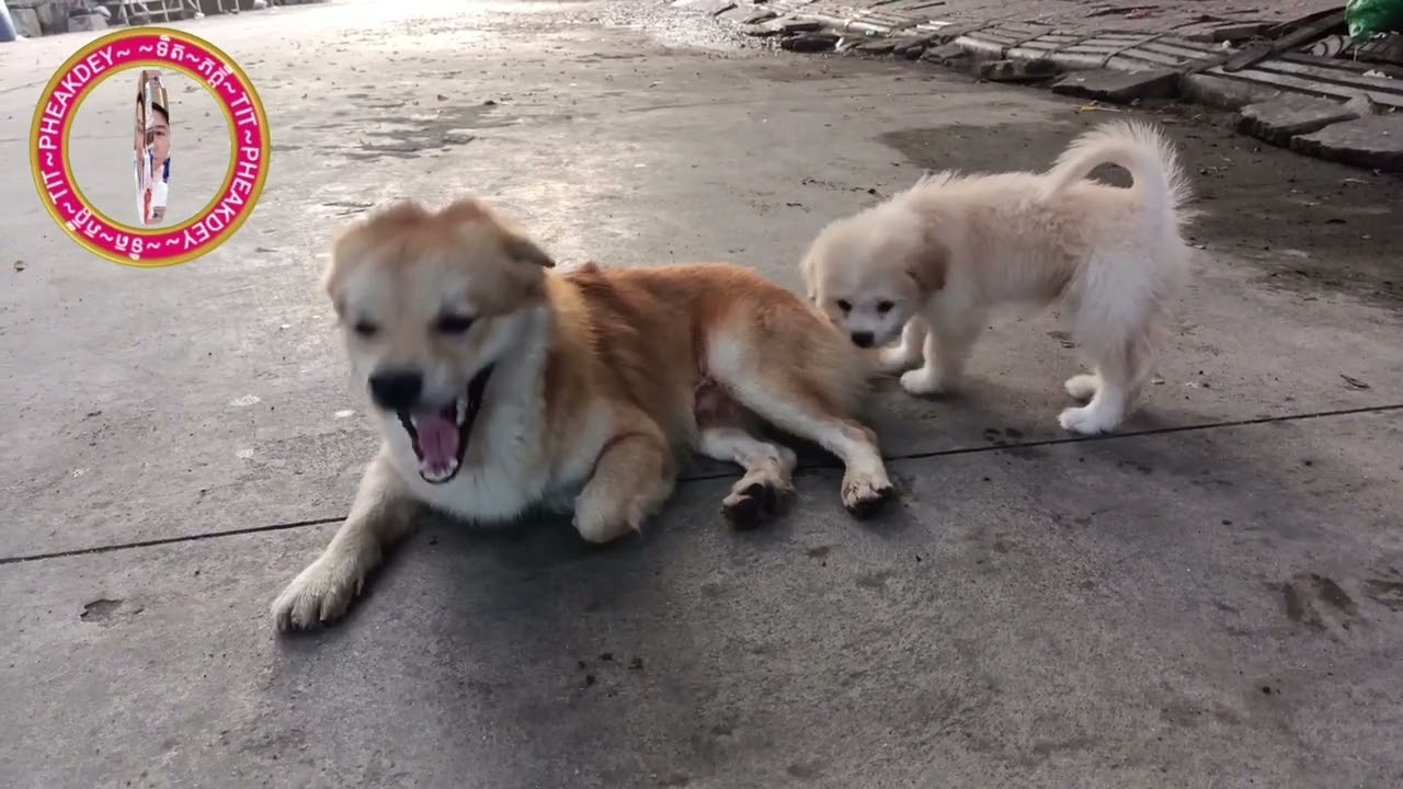 The dog is waiting for its owner #youtube #dogsofinstagram #videodog #youtubedog #youtubeshorts