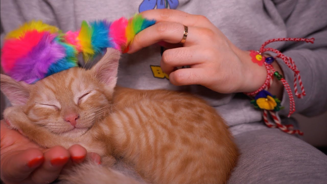 ASMR EINSCHLAFEN mit meinem Baby Kater Bob 💖🌸✨