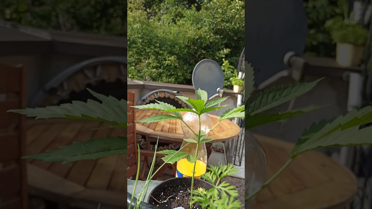 Big Berry Bliss | Serge Cannabis