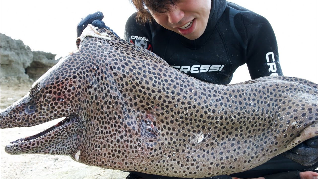 Смертельная битва с огромной moray eel размером с человека просто потрясающая.