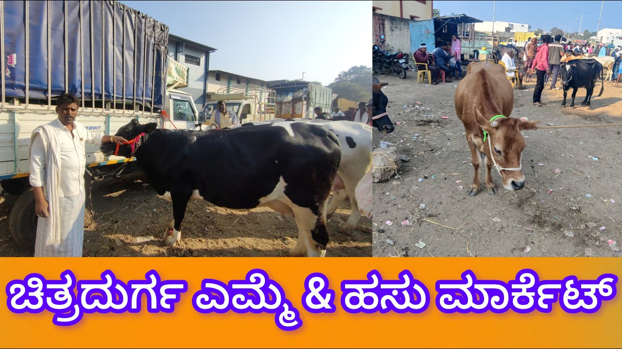 ಚಿತ್ರದುರ್ಗ ಎಮ್ಮೆ& ಹಸು ಮಾರ್ಕೆಟ್ cow market in Chitradurga