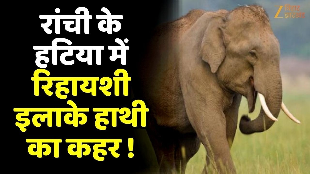 Ranchi Hatia Elephant News: रिहायशी इलाके में घुसा हाथी, मची अफरा-तफरी, वन विभाग अलर्ट !