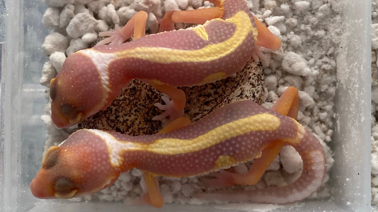 Some Hatchlings from this past week March 27, 2024