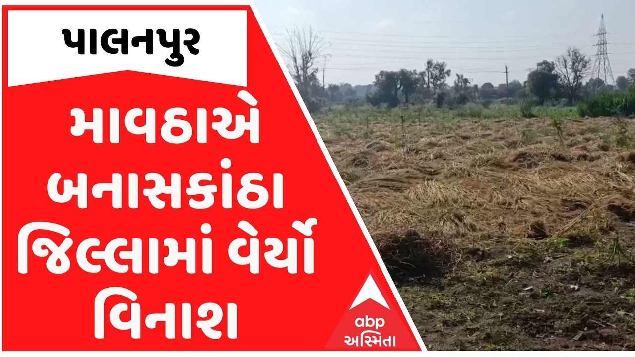 Banaskantha |  માવઠાએ બનાસકાંઠા જિલ્લામાં વેર્યો વિનાશ, ખેડૂતોનો તૈયાર પાક બરબાદ