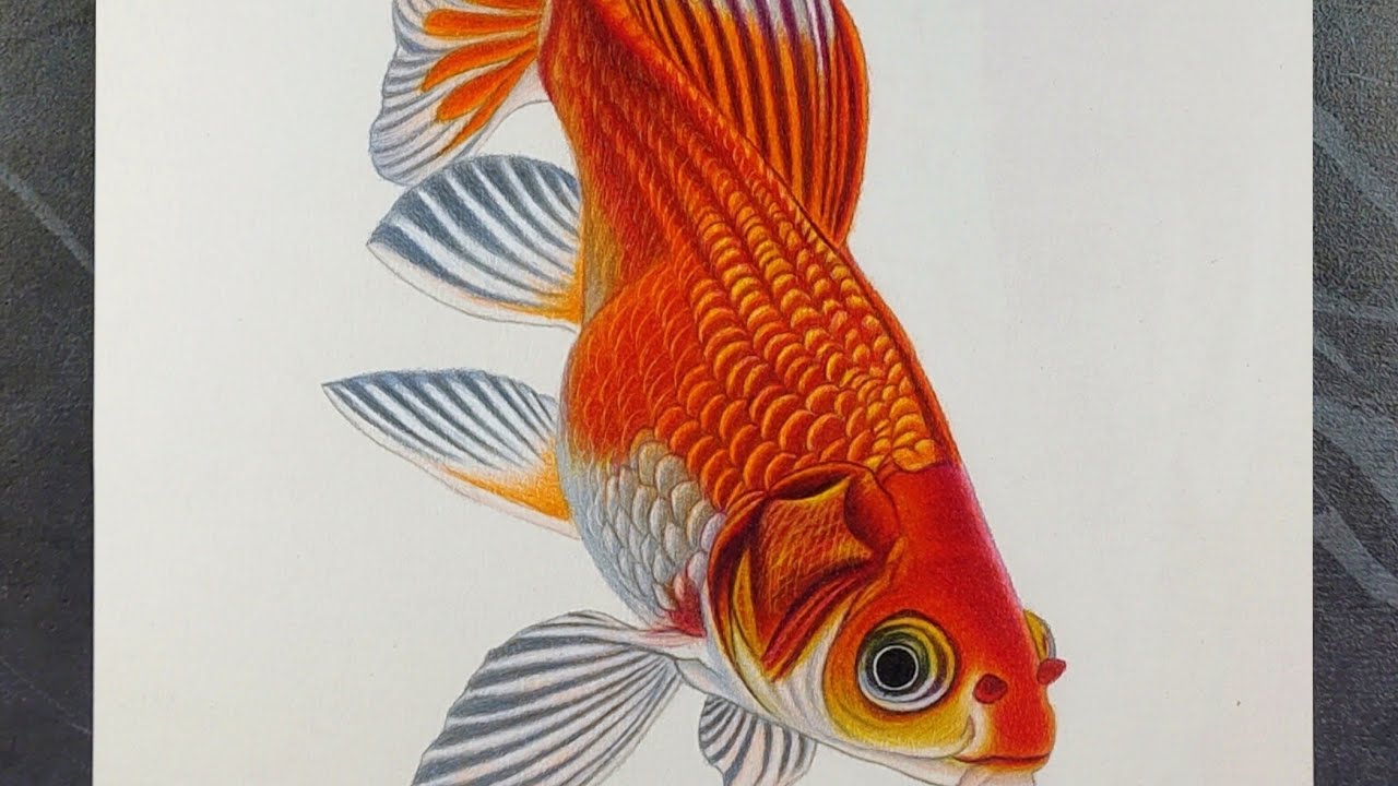 Beautiful Realistic Goldfish Drawing | Colour Pencil Timelapse Art