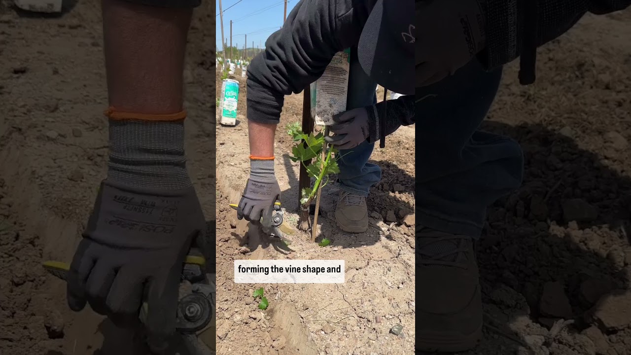 Pruning young vines - Napa Valley Wine Academy