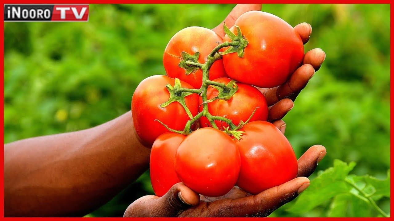 Ũrĩmi wa Nyanya Mũthemba wa ‘Ansal F1’ #MũgamboWaMũrĩmi