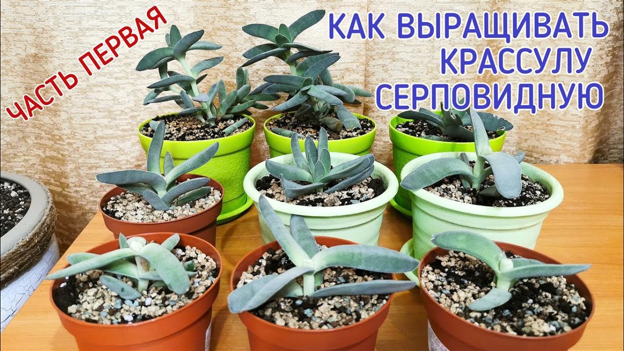 Как выращивать крассулу серповидную. Часть первая.