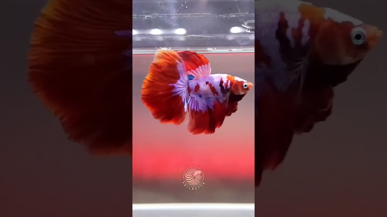 Very Beautiful Half Moon. Nemo Candy Betta.😍😍 #fighterfish #fishtank #shorts