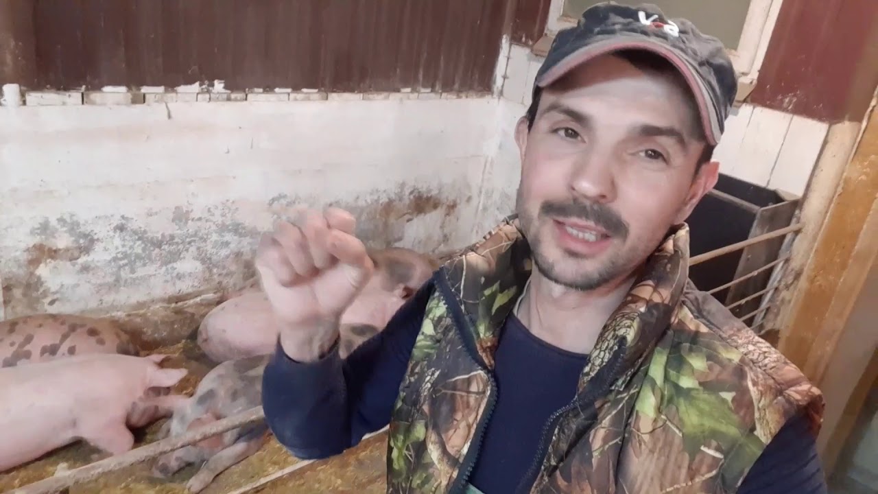 //Старт для поросят на соевой основе своими руками, БМВД от 10 до 30 свиньи//Кто такой БМВД??😆//