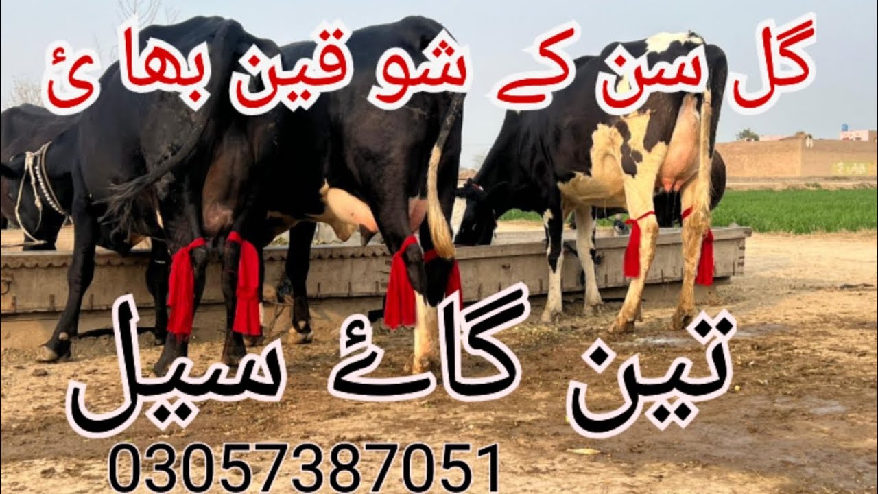 تین گا ۓ فا ر سیل پاکستا ن #cow far saile in Pakistan 6 February 2026 #dairyfarming #cow 03057387051