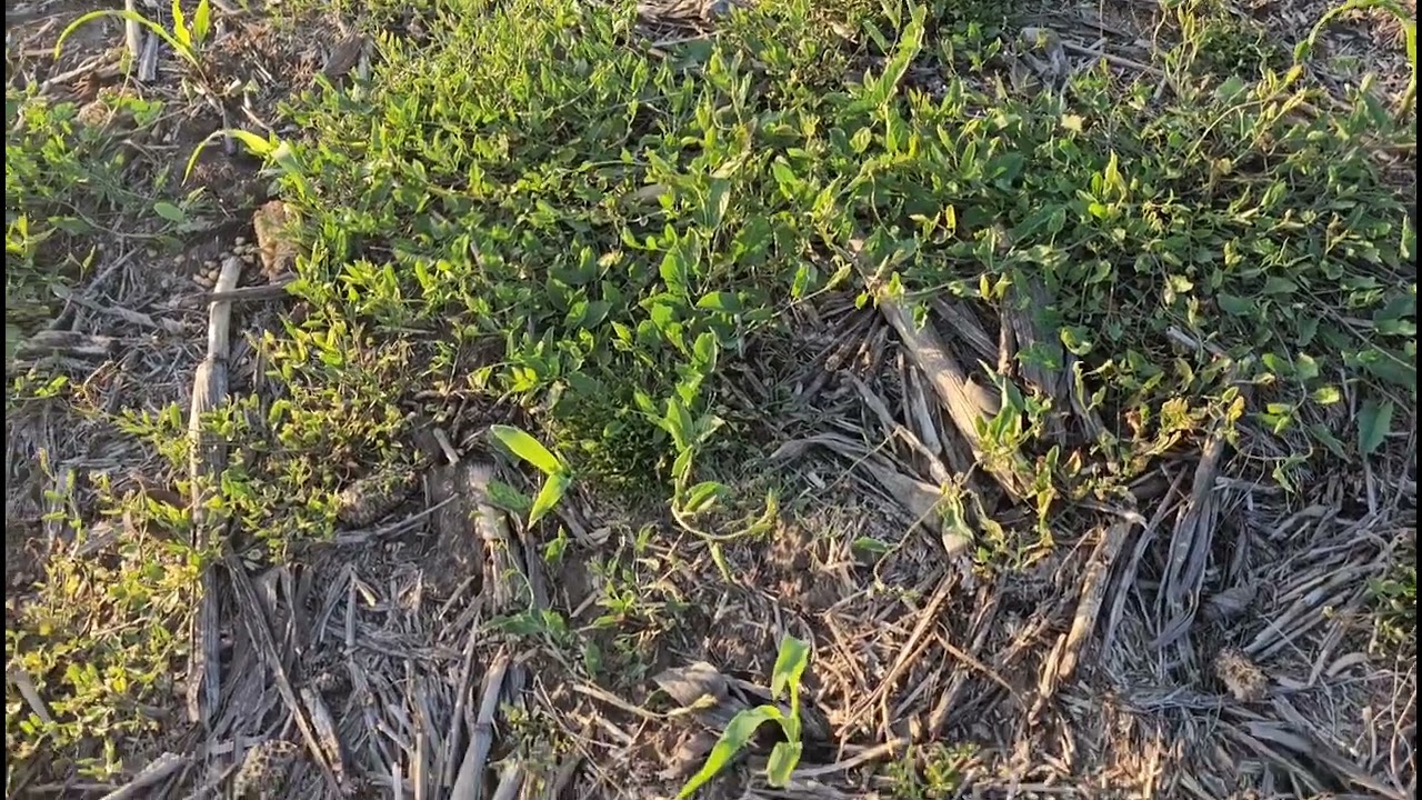 Кукуруза  No-till. Состояние посева, обработка гербицидом. 05.06.2023