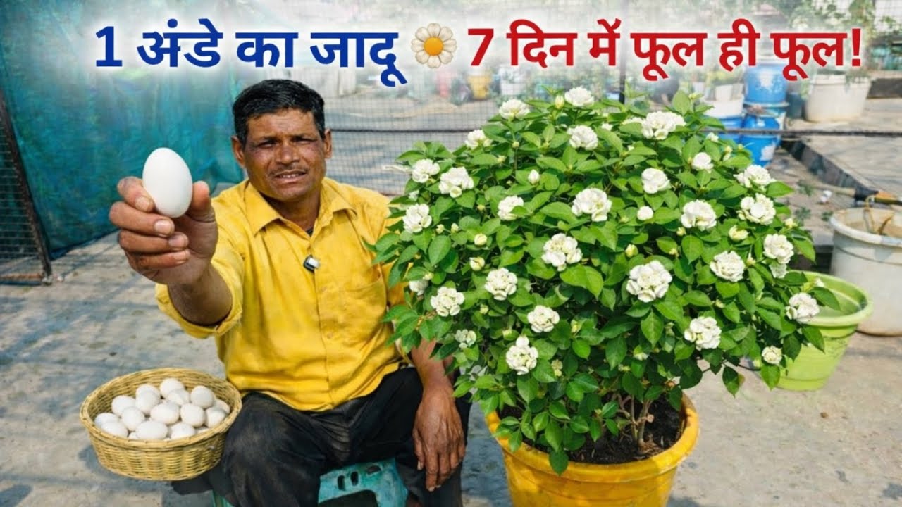 अंडा डालते ही मोगरा फट पड़ा फूलों से!”