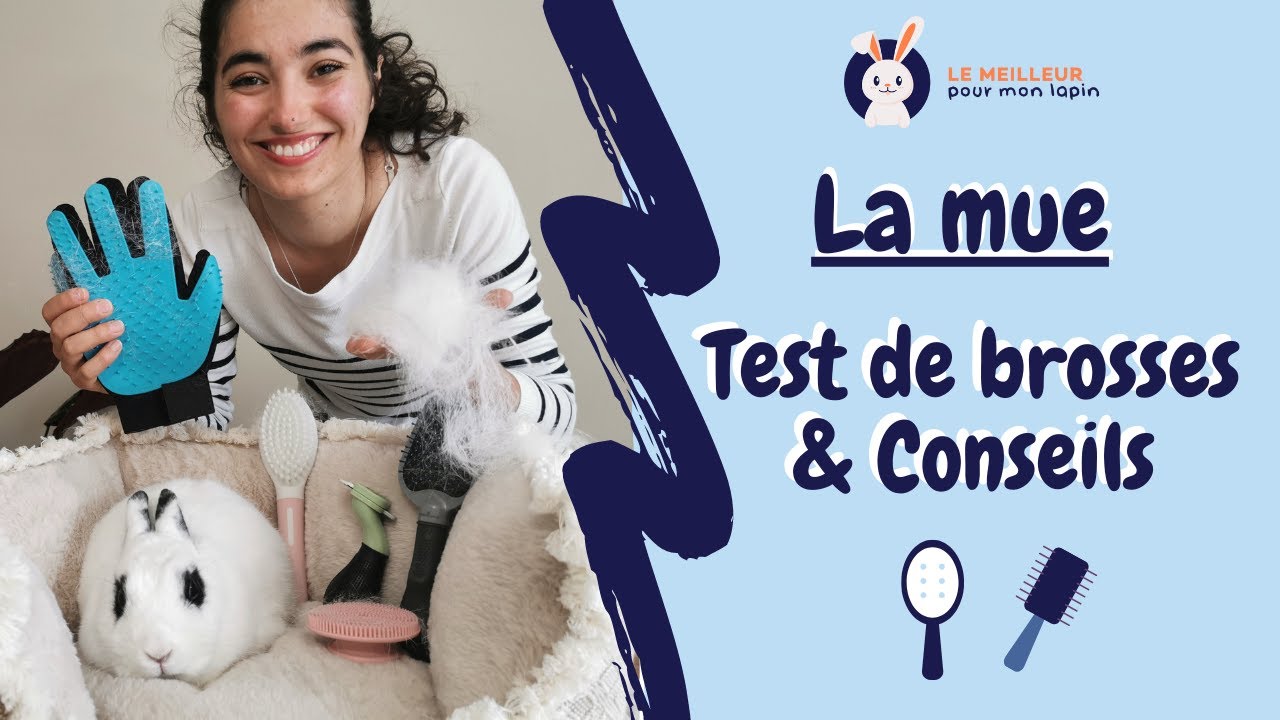 Mon comparatif des MEILLEURES brosses pour lapin 🐰