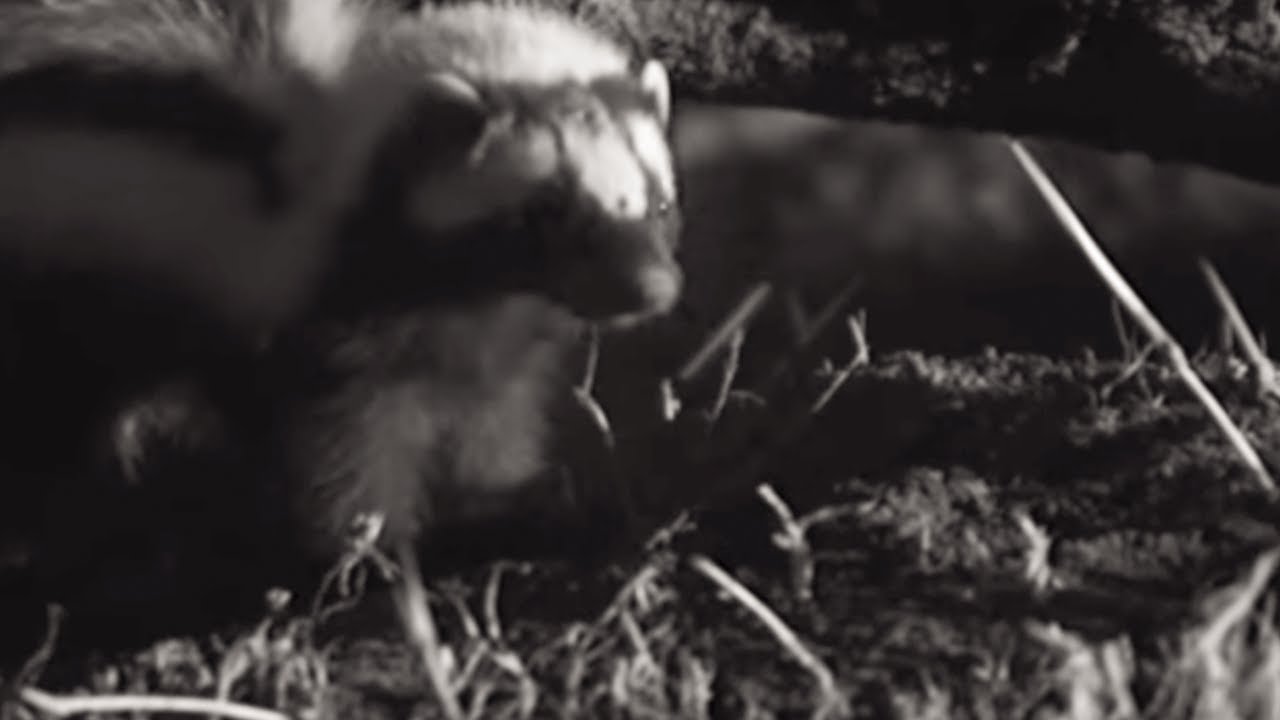 Skunk vs Snake | BBC Earth
