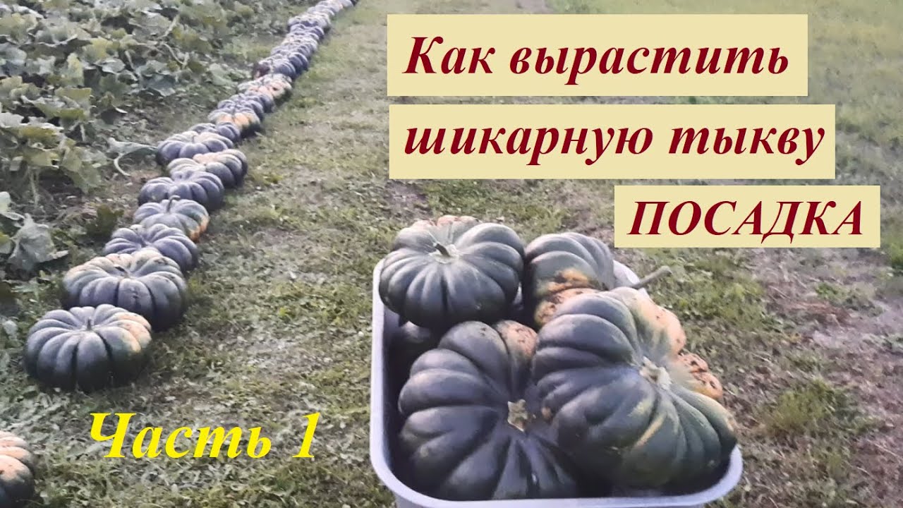 Как посадить тыкву. Оригинальный метод защиты