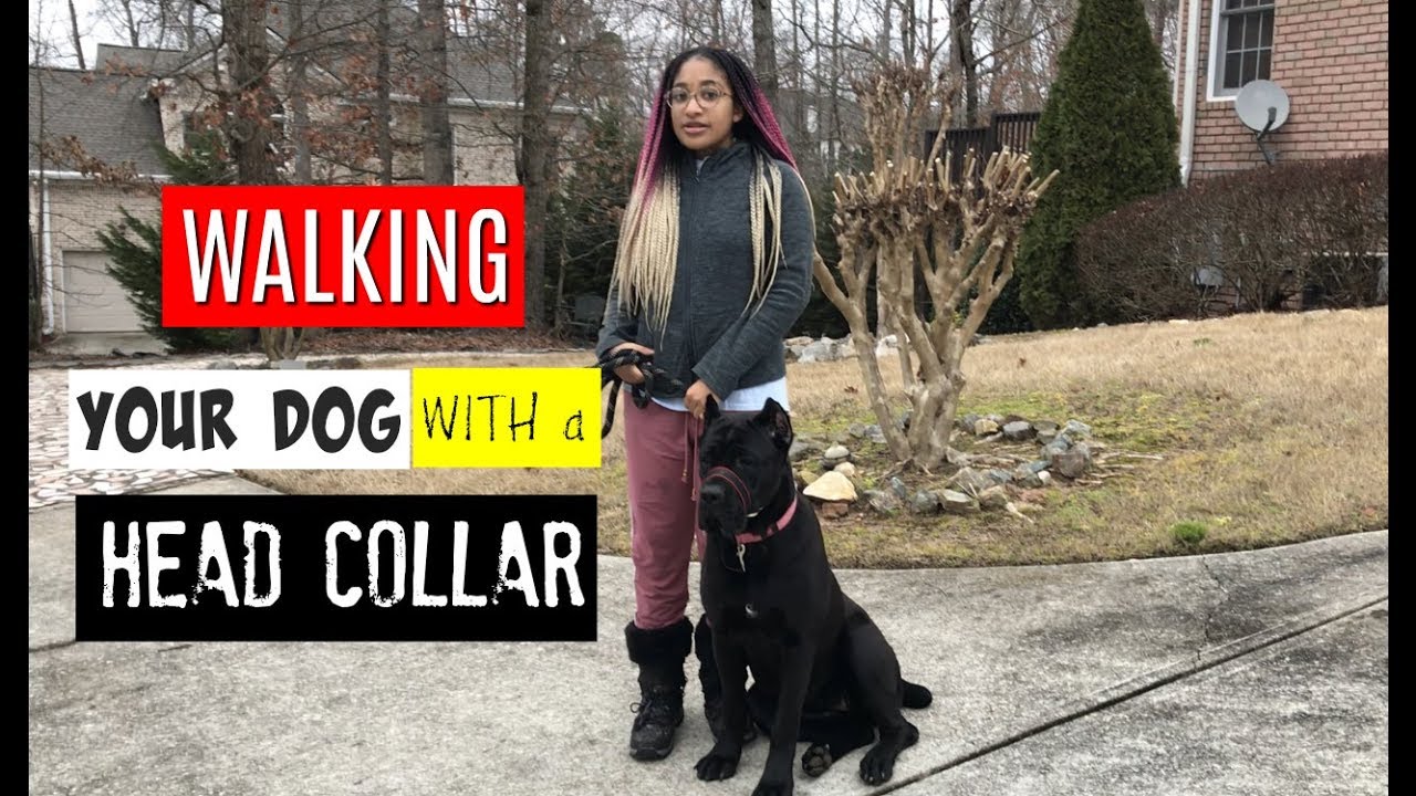 Using a harness to walk our cane corso 10 month old pup