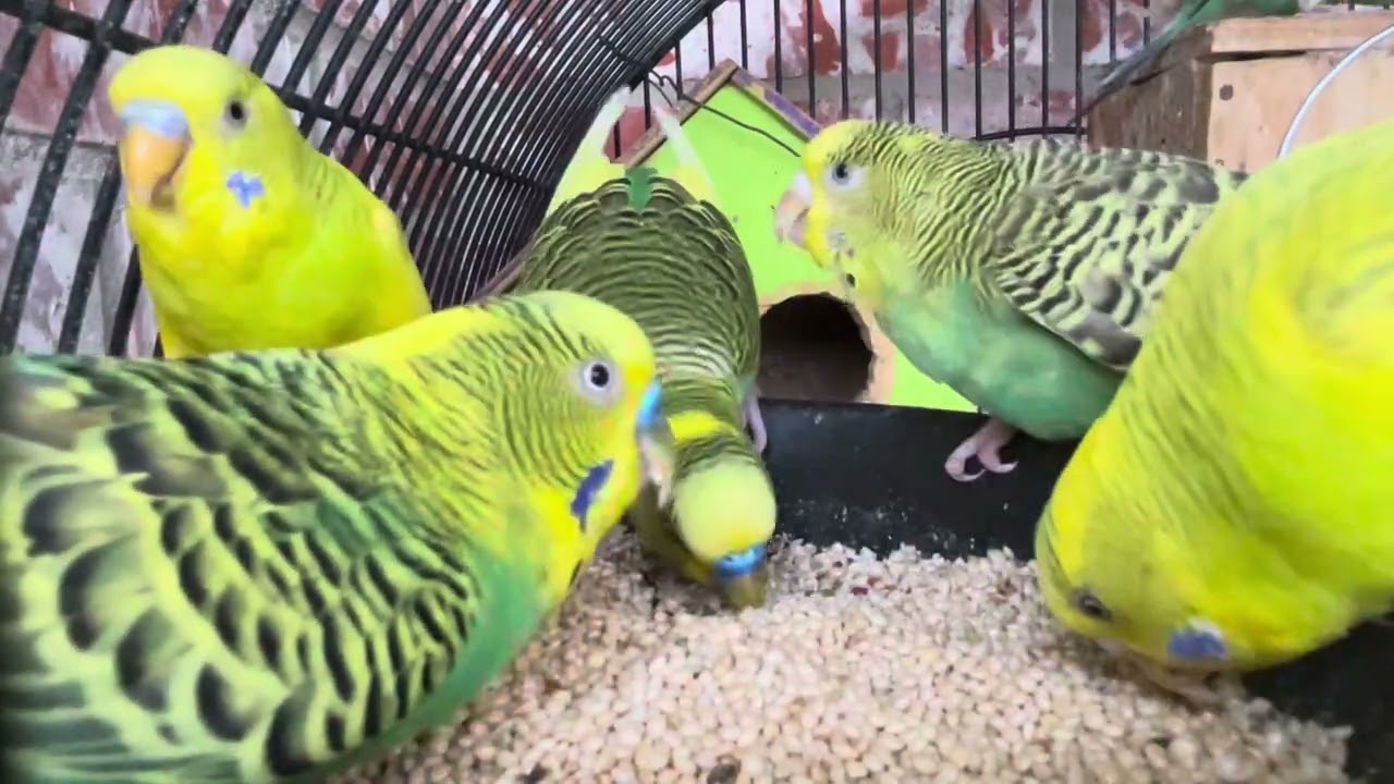Love birds America طيور الحب البادجي الامريكي 