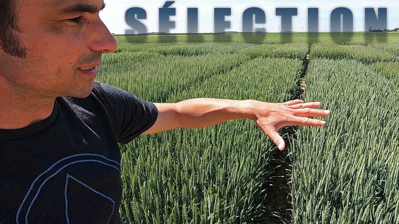 De nouvelles variétés de blé sont créées ici - 2021