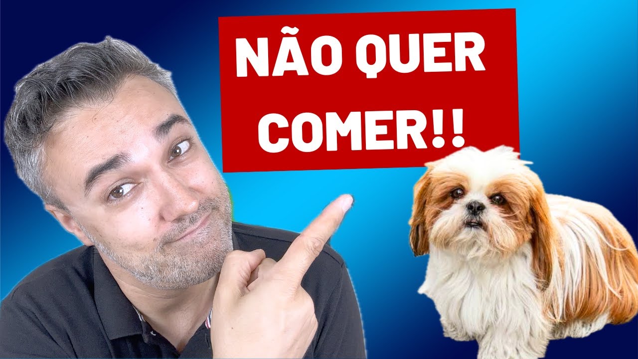 SHIH TZU 🔴NÃO QUER COMER RAÇÃO!!! O que fazer?