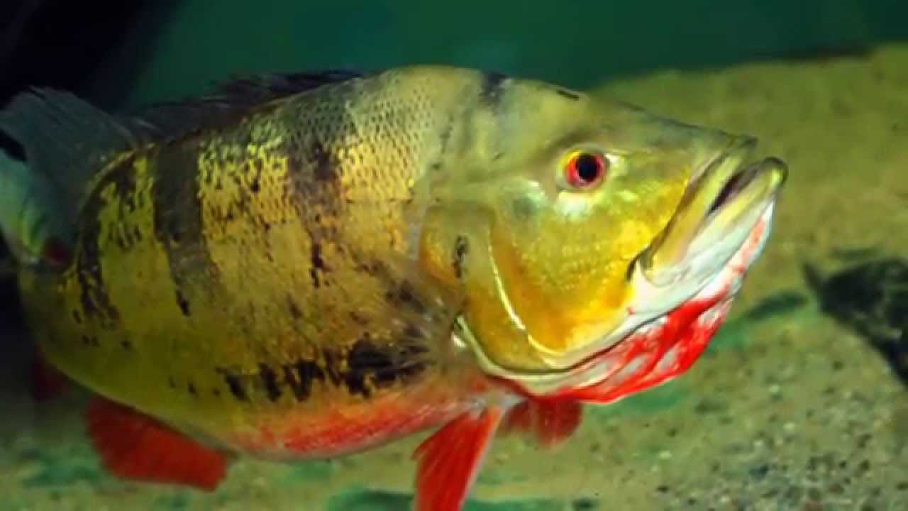 Цихла ленточная Оцелярис Cichla ocellaris Emperor-Cichla Ocellaris продажа оптом