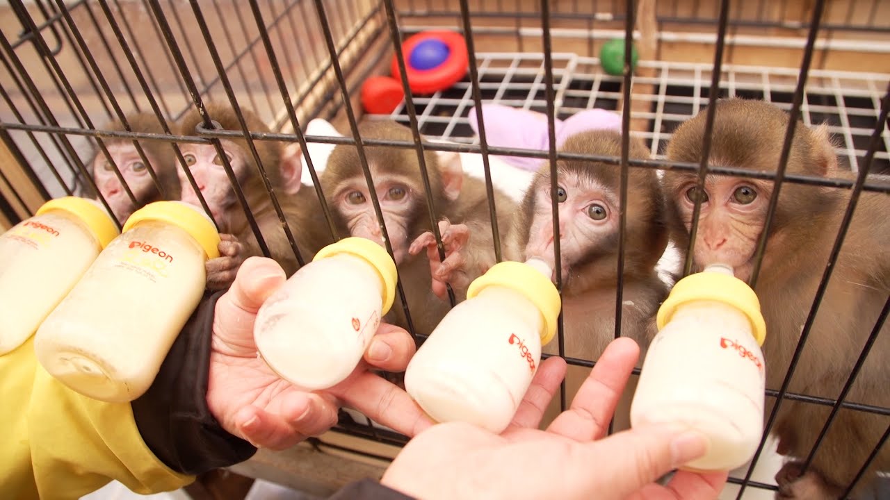 さる軍団のメッチャ可愛い赤ちゃん猿SP Very cute baby monkey SP！Mono bebé muy lindo SP！बहुत प्यारा बच्चा बंदर SP！