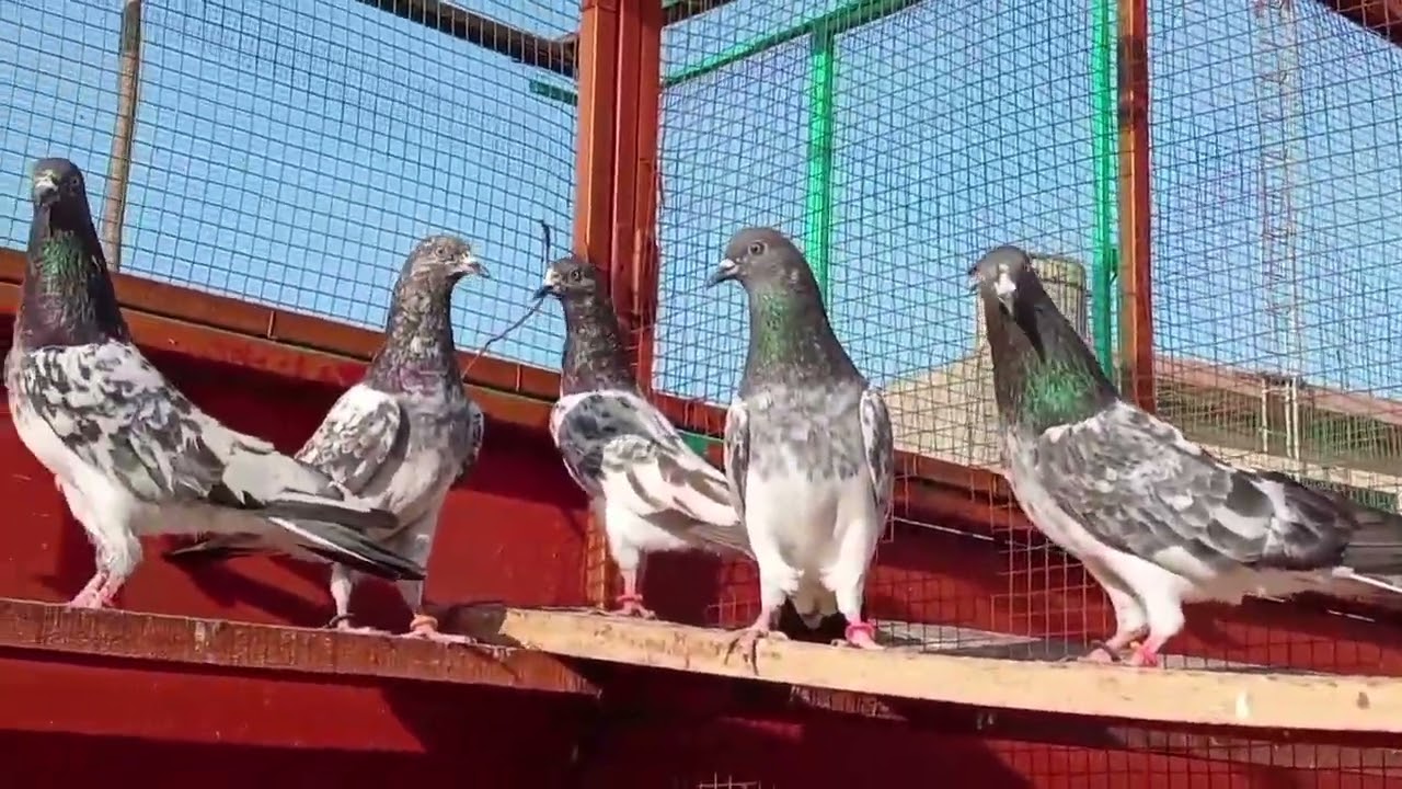 لال طوفان چھت مرزا حسنین بیگ مرزا مظہر علی بیگ کی ہوم بریڈ کھدریالہ سرائے عالمگیر pakistani pigeons 