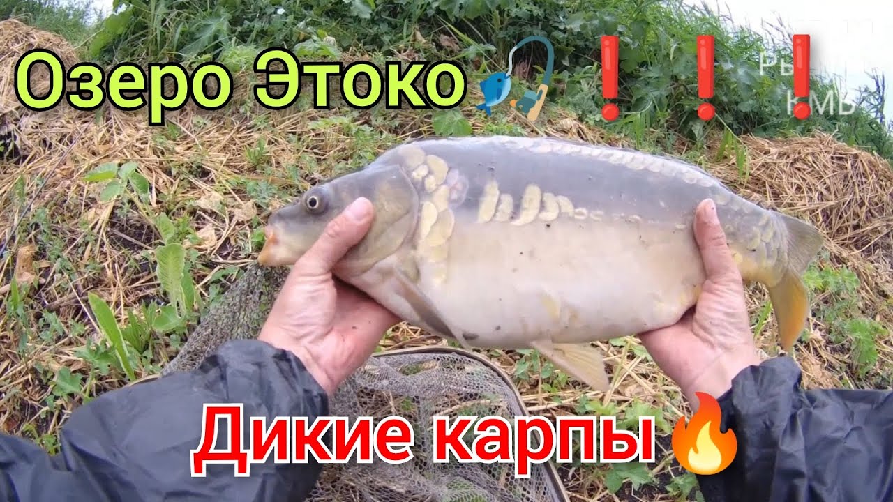 Рыбалка(КМВ - КБР)... Озеро Этоко🎣. Ставропольский край. Тузики на поплавок 🔥