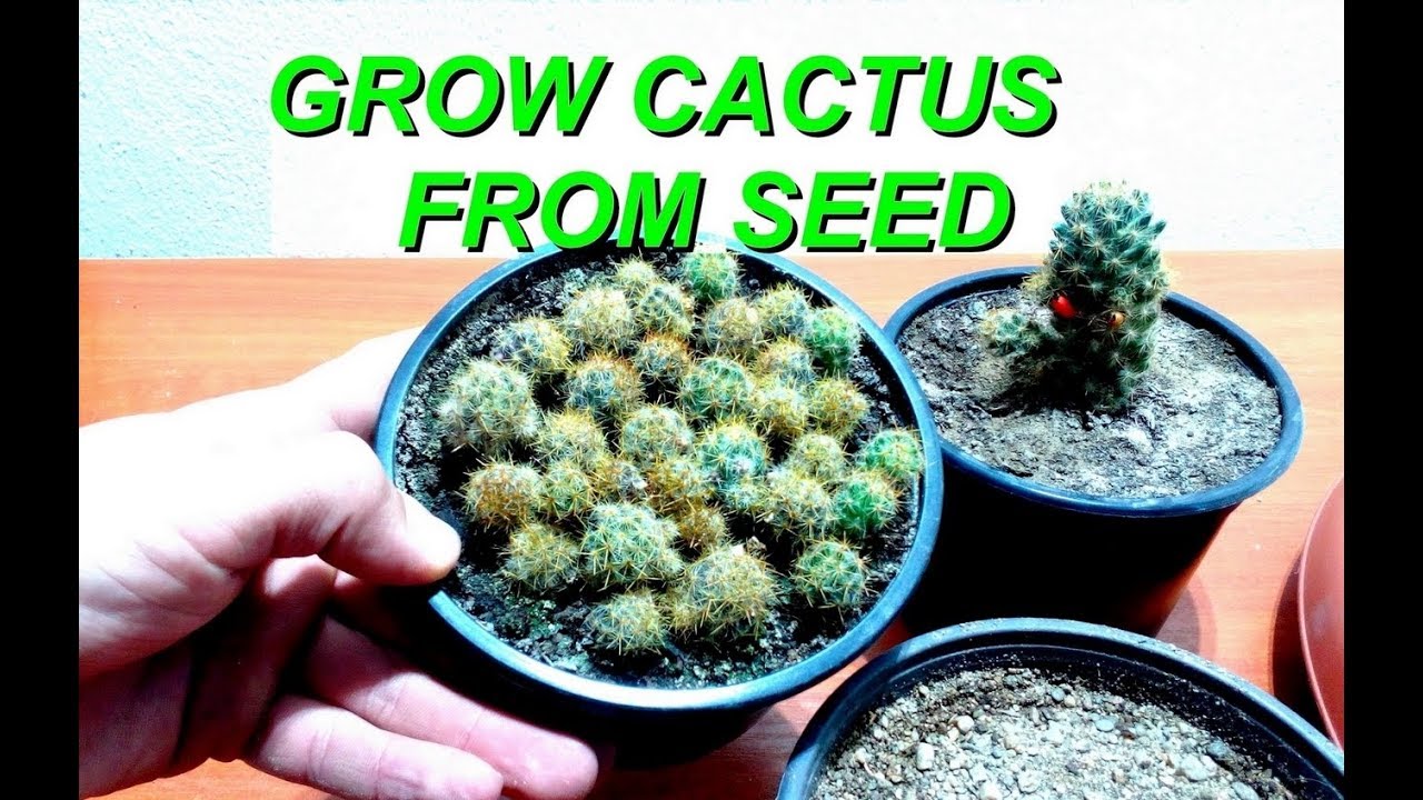 How to Grow Cactus from seed
