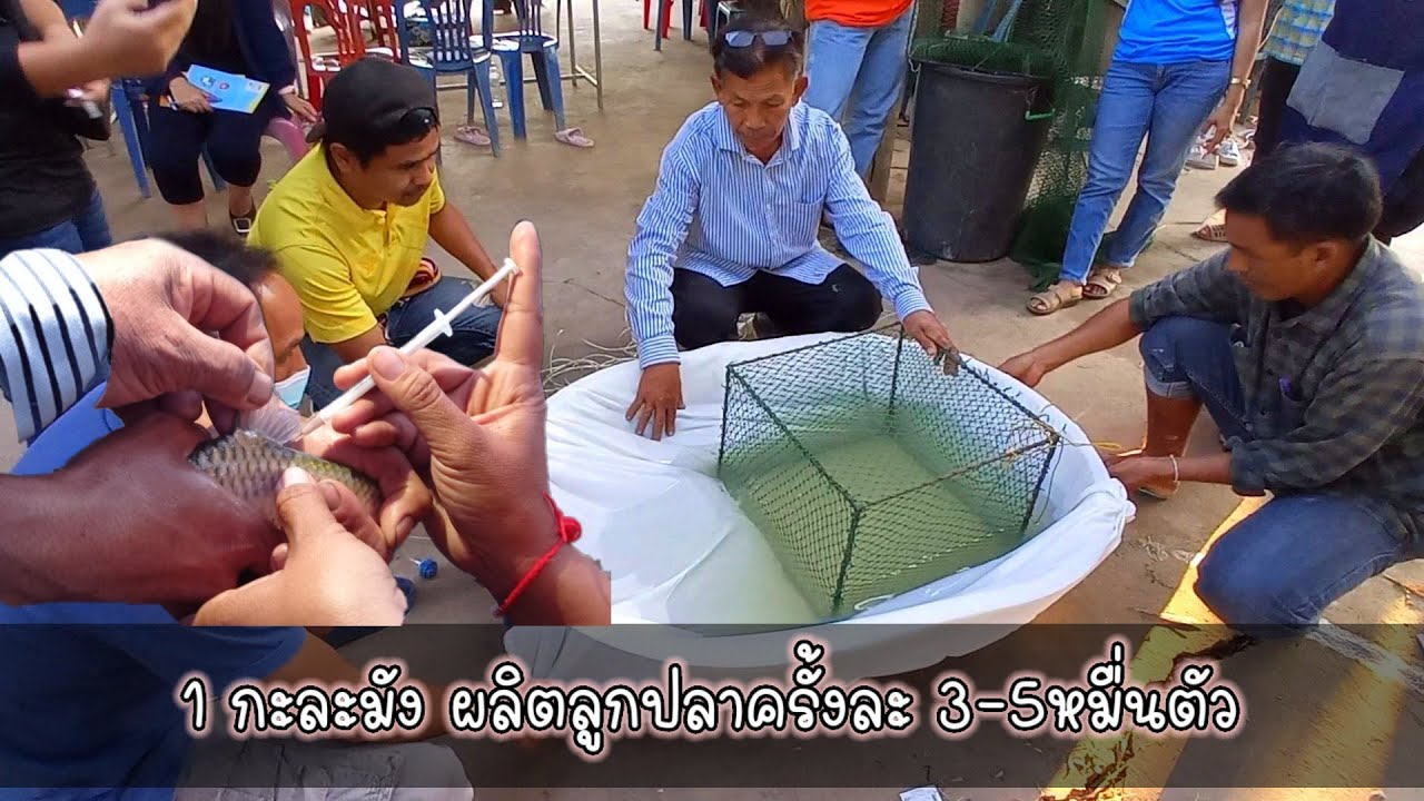 การเพาะพันธุ์ปลาในกะละมัง100%  ได้ลูกปลาครั้งละ 3หมื่น #ทำเองได้_ง่ายมากๆ (ปลาเกล็ดทุกชนิด)