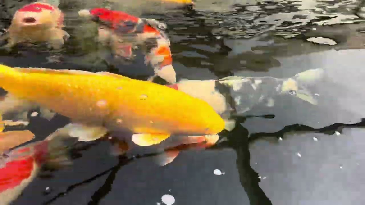 Trip to Selective Koi Sales (SKS)