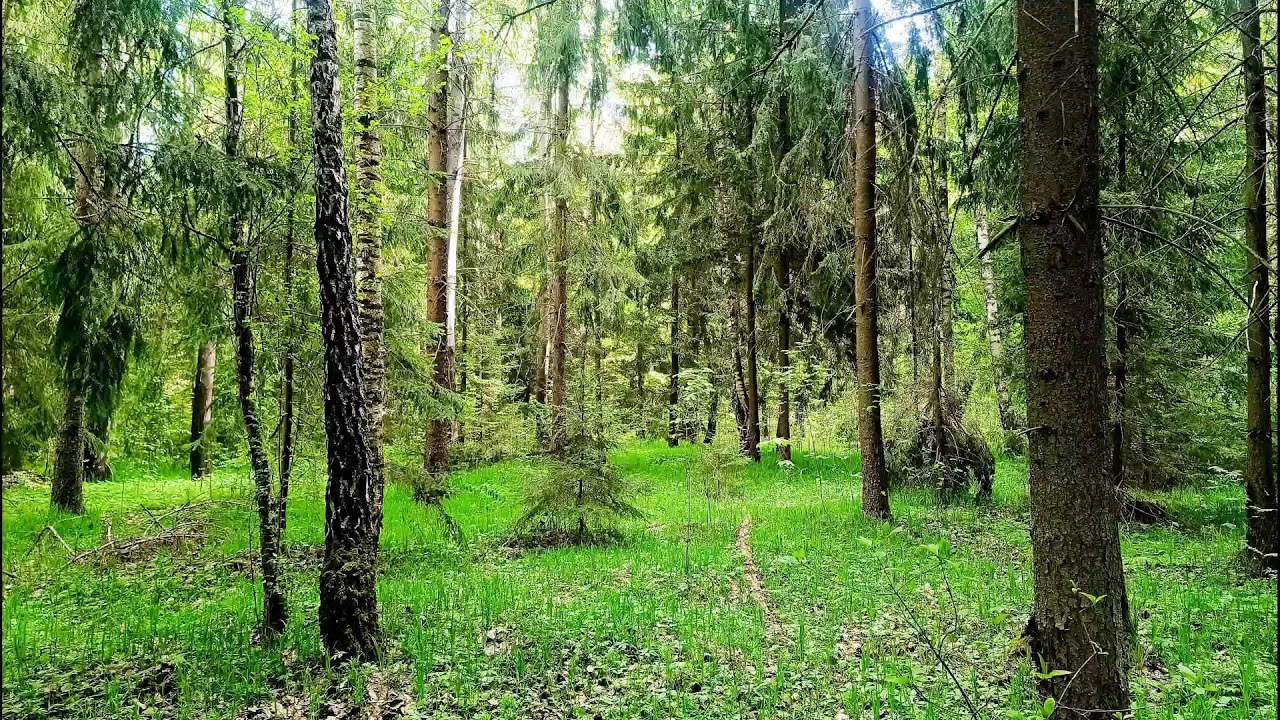 4K Forest Healing Sounds 🌿 Soothing Birdsong and Greenery for Relaxation