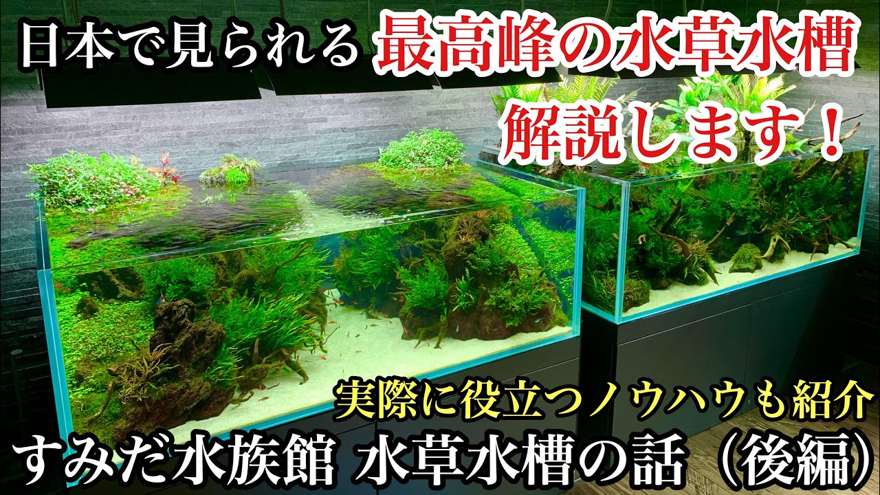 日本で見られる最高峰の水草水槽！すみだ水族館のネイチャーアクアリウム水槽を解説します【後編】初心者のための水槽立ち上げ、オーバーフロー、アクアテラリウム水槽、構図、タイガーロータス、睡蓮スイレン