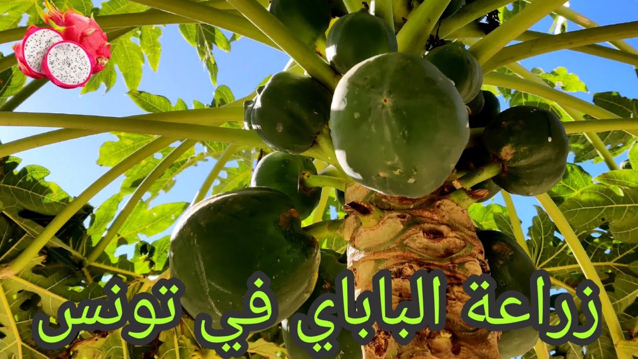 الفواكه الاستوائية،زراعة شتلات الباباي في الأرض المستديمة
