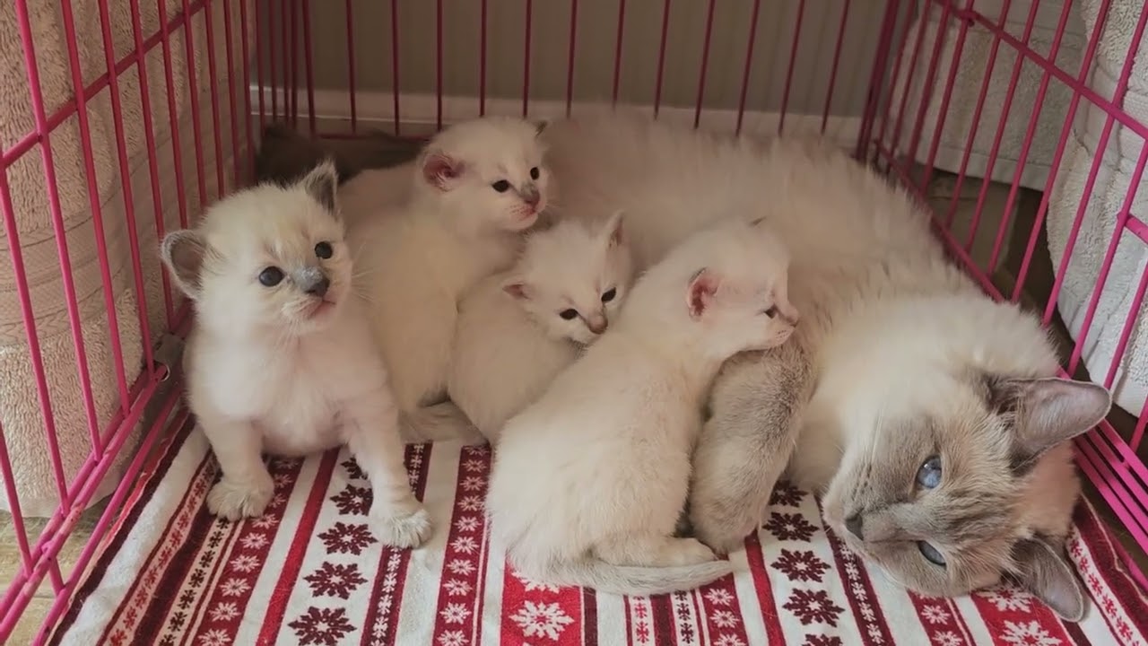 Provenance Peach blossoms kittens