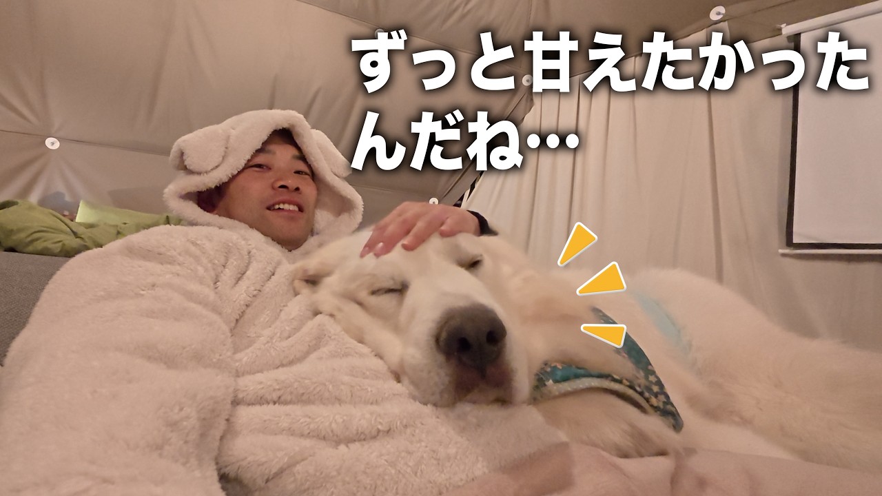 ３年ぶりに飼い主と一緒に寝たグレートピレニーズが可愛すぎました…