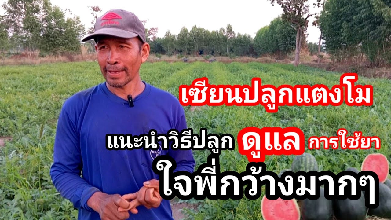 เซียนแตงโมสุดใจกว้าง!! เผยสูตรทำแตงโม ดูแล แบบไม่มีกั๊ก ประสบการณ์กว่า 20 ปี