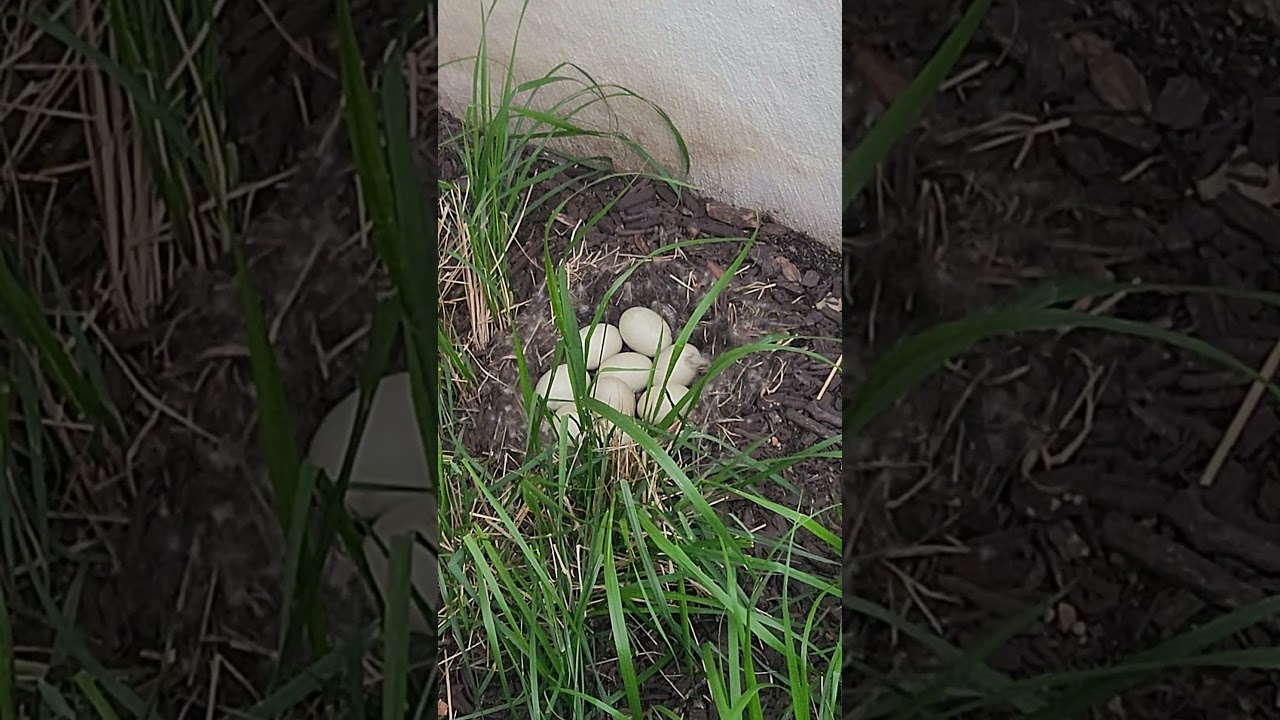 Found a Duck Nest at the Golf Course!