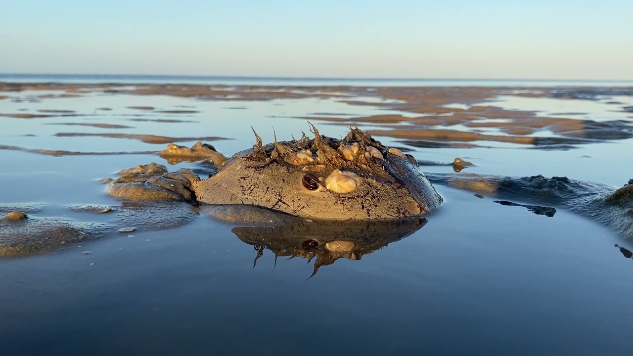 How Horseshoe Crabs Save Lives!
