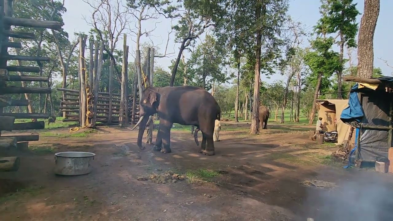 Mattigodu Elephant Camp