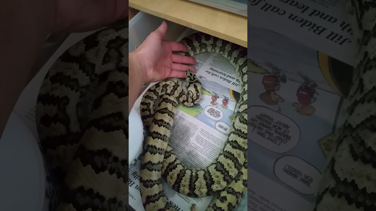 Carpet Python Temperament